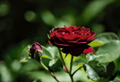 Close-up of red rose