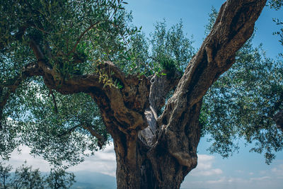 Low angle view of tree against sky