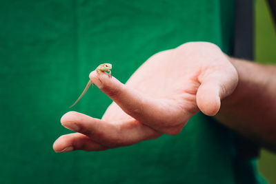 Close-up of hand holding lizard