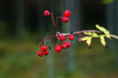 Close-up of red berries growing on tree