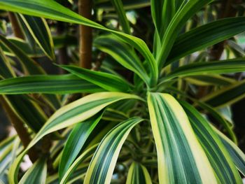 High angle view of green plant