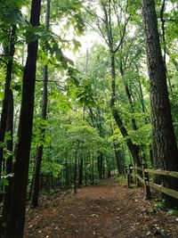 Trees in forest