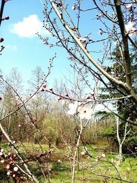 Low angle view of bare trees against sky