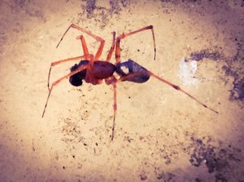 Close-up of spider on wall