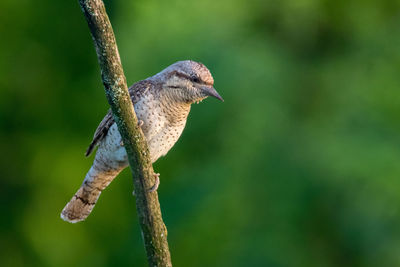 Close-up of bird perching on branch