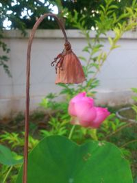 Close-up of pink flower hanging on tree