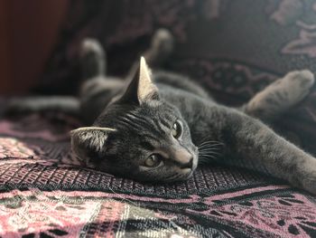 Close-up of cat lying on bed