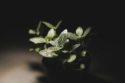 Close-up of plant against black background