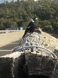 Bird perching on a rock