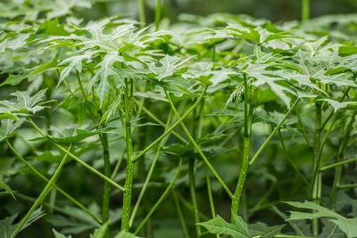 Close-up of fresh green leaves on field