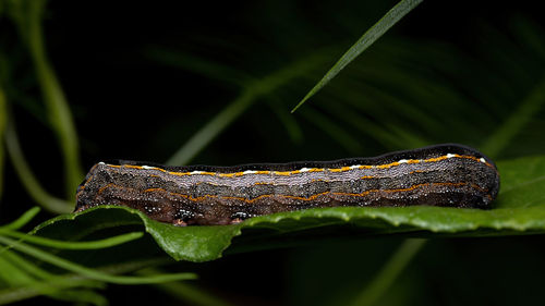 Close-up of insect on leaf