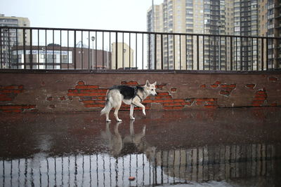 Dog in a city