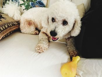 Close-up portrait of dog