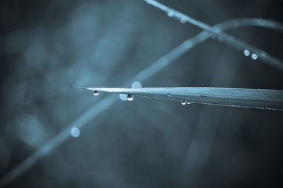 Close-up of raindrops on leaf