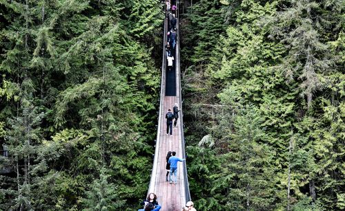 High angle view of bridge amidst trees in forest