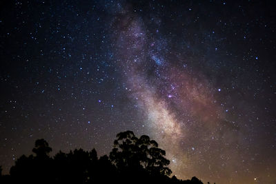 Low angle view of silhouette trees against star field