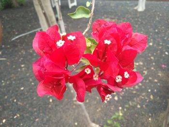 High angle view of bougainvillea blooming outdoors