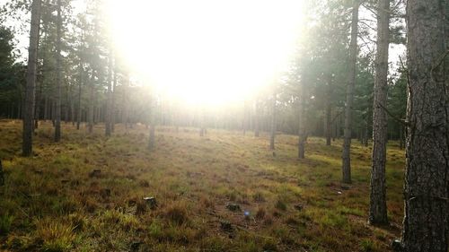 Sun shining through trees in forest