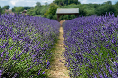 Purple flowering plants on field