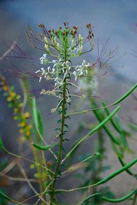 Close-up of plant