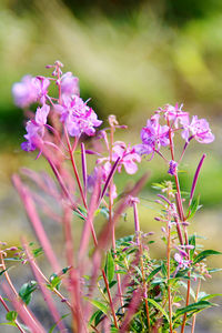 Close-up of purple flowering plants on field