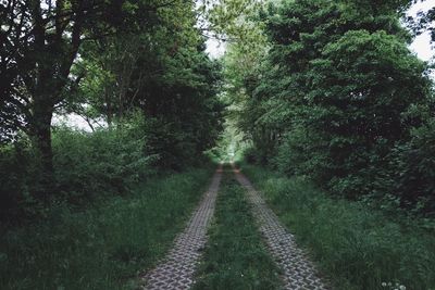 View of trees in forest