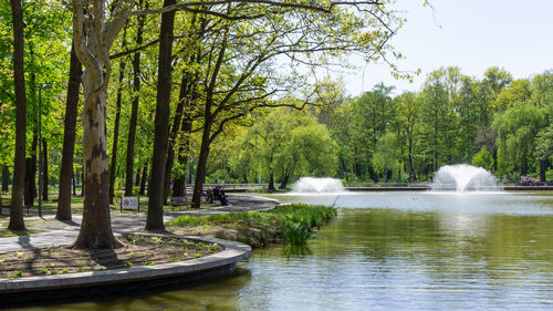 Scenic view of lake in forest