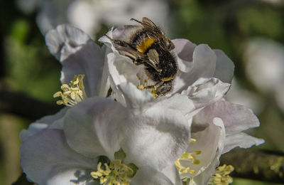 Close-up of bee pollinating on flower