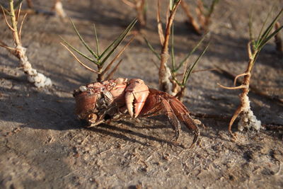 Close-up of insect on rock