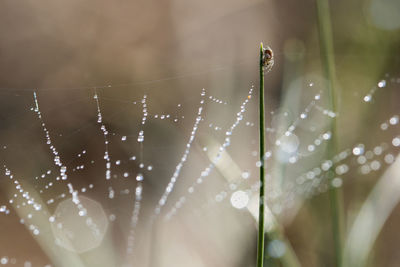 Close-up of wet spider web