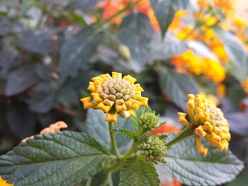 Close-up of flowers blooming outdoors