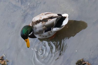 High angle view of mallard duck swimming in lake