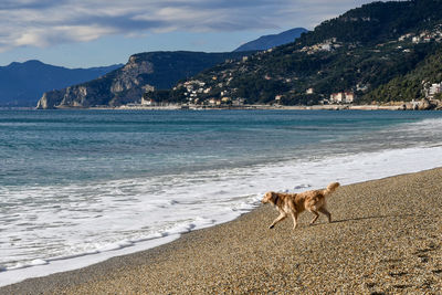 Dog running on beach against sky