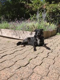 Dog on stone wall