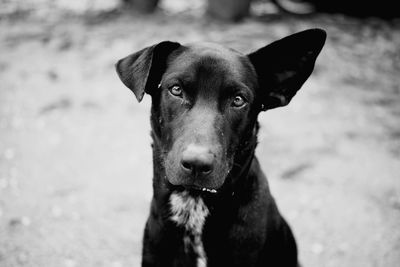 Close-up portrait of black dog