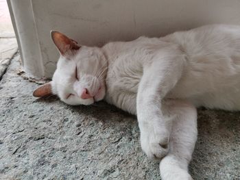 Close-up of cat sleeping