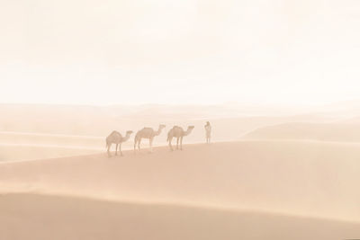 View of horses on the beach