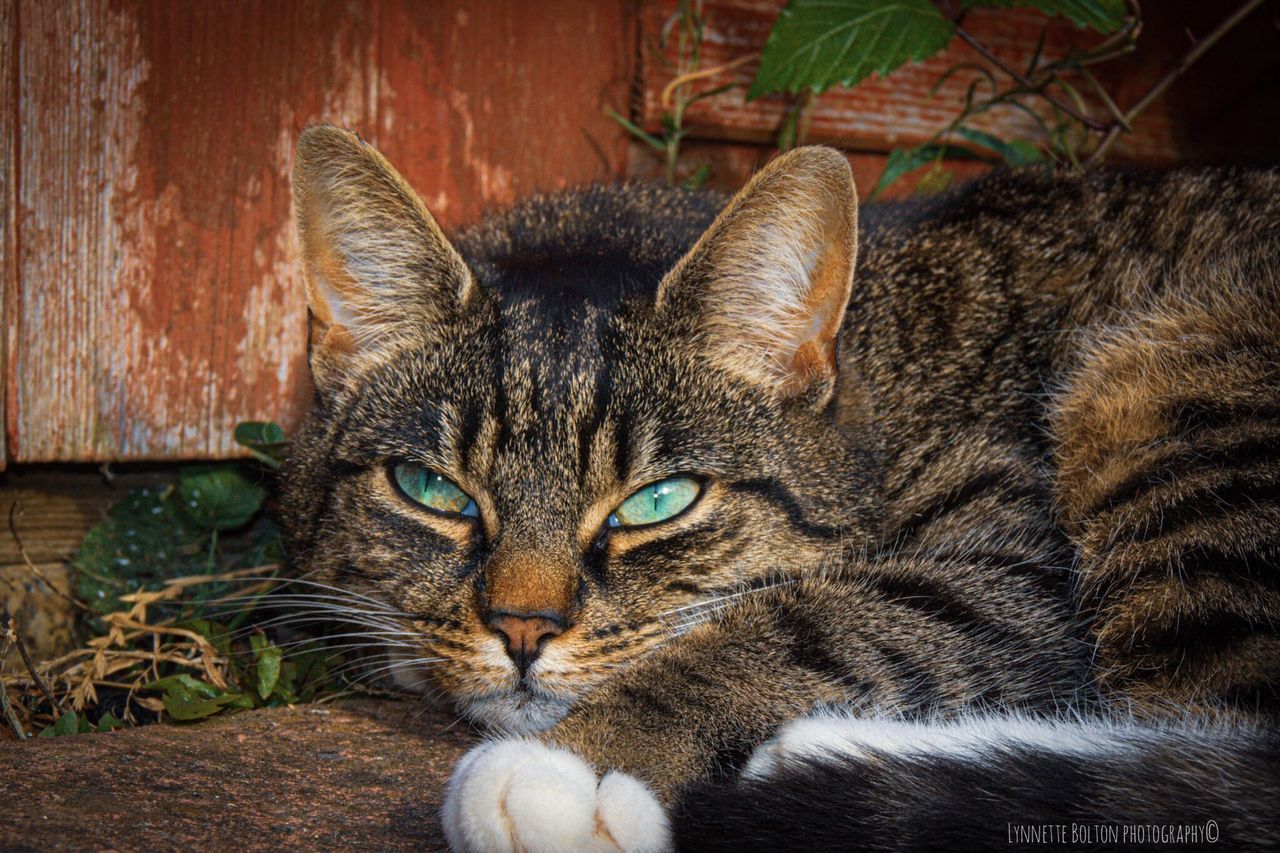 PORTRAIT OF A CAT RESTING