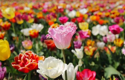 Close-up of tulips in park