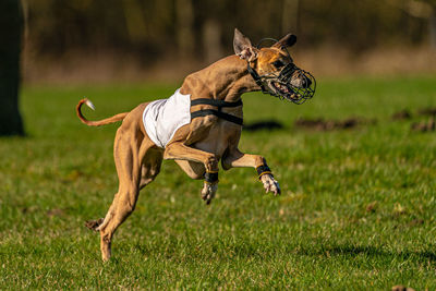 Dog running on field