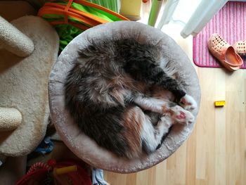 Close-up of cat on blanket