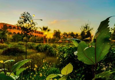 Close-up of plants against sky at sunset