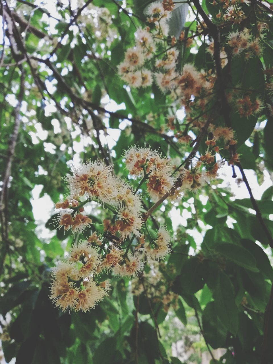 CLOSE-UP OF CHERRY BLOSSOM TREE IN SPRING