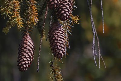 Close-up of pine cones hanging on tree