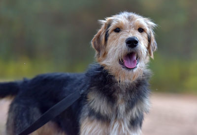 Close-up portrait of dog