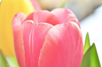 Close-up of pink tulip