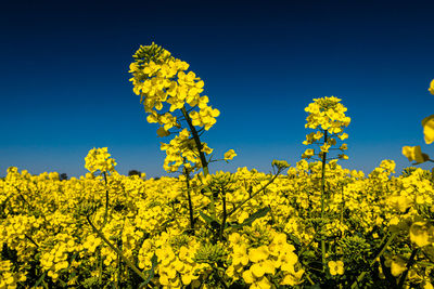 rapeseed
