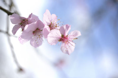 Low angle view of pink cherry blossoms against sky