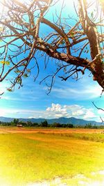 Scenic view of field against sky