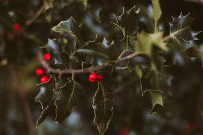 Close-up of red berries growing on tree